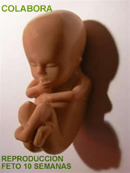 colabora, compra reproducción feto 10 semanas